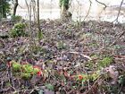 Photo 6X4 Cup Fungus East Bank Of The Teign Newton Abbot From The Habita C2010