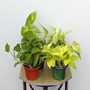 LIVE Combo 4 Plants Golden, Marble Queen, Neon & Jade Pothos in 4" pots - Picture 1 of 6