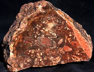 R-226 ~  2lb 8oz Faced Rough Petrified Root? Jasper/Agate ~ Arizona - Picture 1 of 8
