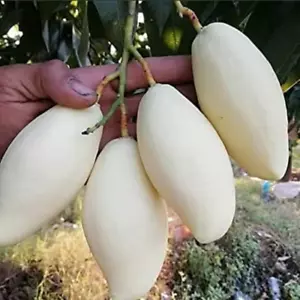 Mango híbrido BeauFlora (blanco Tailandia, injerto) exótica 1 planta de raíz desnuda - Imagen 1 de 1