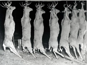 Old Time Hirsch Jagd Big Buck Stange riesige Monstergröße Böcke große Racks MUST SEE - Bild 1 von 1