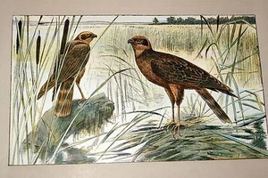 BUSARD DES MARAIS MAHLER AQUARELLE MANUFRANCE 1907 - Picture 1 of 1