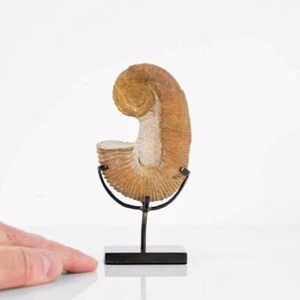 Fossil Ammonite Heteromorph On Bronze Stand - Picture 1 of 10