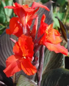 5  Canna Lily Arrowroot Australian Canna Lily Canna Lily Indian Shot. Rhizomes - Picture 1 of 1