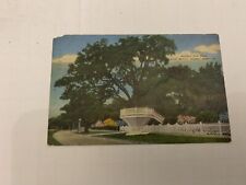 1953 Sturdy Oak Tree East Beach Biloxi Missouri Postcard