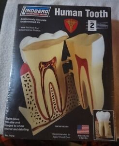 Lindberg 7.5 Inch Human Tooth Anatomy Science Project Model Kit New