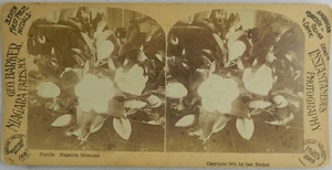 1889 Magnolia Blossoms Photo Niagara Falls, N.Y. - Stereoview Card - Stereoscope - Picture 1 of 3