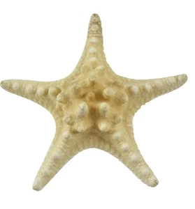 Estrella de mar 3 nudos 8-10" (juego de 3) - Imagen 1 de 4