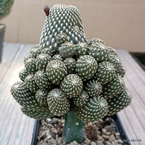 SULCOREBUTIA ARENACEA GRAFTED pot 10 cm H 15 cm W 12 cm MaMa Cactus