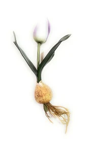 BULBO TULIPANO LILLA 17CM cod. 02983L - Foto 1 di 1