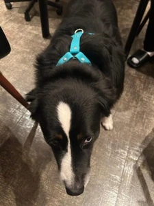 Robustes blaues Hundegeschirr & Halsband Set für mittlere bis große Hunde verstellbar NEU - Bild 1 von 10