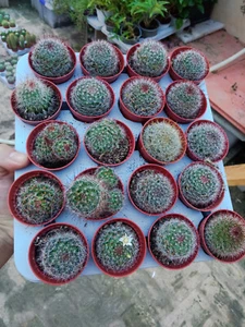Cactus variedades hibridas y quimeras plantas de 5 cms #91 - Imagen 1 de 6