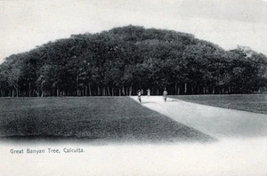 CALCUTTA - Great Banyan Tree Postcard - India - udb (pre 1908) - Picture 1 of 2