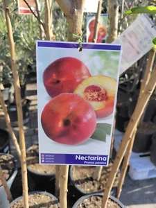 Prunus nucipersica 140–180cm Nektarinenbaum Obstbaum winterhart essbar Früchte - Bild 1 von 3