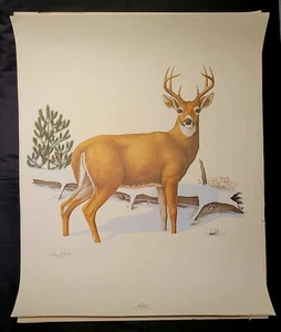 Vintage Harry Antis Signed Print Whitetail Buck Signed Numbered 301/500 W Cert - Picture 1 of 8