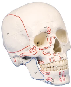 Schädel, Kopf Skelett Skull, Muskelmarkierung, Schädelmodell zerlegbar 3 Teile - Bild 1 von 3