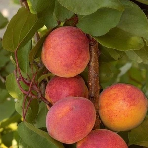 Apricot, 1 X Tardif de Bordineil , Scion cutting, Cuttings for grafting, 17cm - Picture 1 of 2