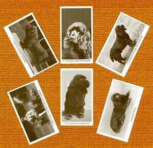 SUSSEX SPANIEL SET OF SIX NAMED DOG COLLECTABLE TRADE CARDS GREAT GIFT - Picture 1 of 1