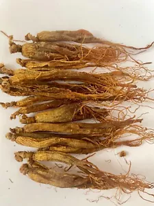 Ginseng rot Gising Bio | 7 Jahre ganze Wurzel | Ginsengwurzel mit Haaren | 8 Zoll - Bild 1 von 6