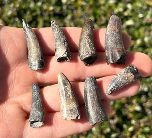 Suchomimus Dinosaur Teeth LOT OF 8 Fossils from Niger Spinosaurus Relative - Picture 1 of 5