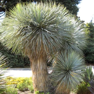 Yucca Rostrata - 10 Seeds - Beaked Yucca - Picture 1 of 1