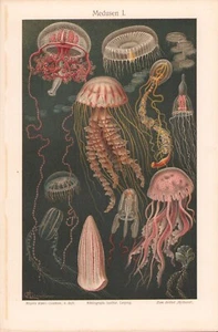 c1900 2 PAGES VARIOUS JELLYFISH CHROMOLITHOGRAPH 9.75" x 6.5" - Picture 1 of 3