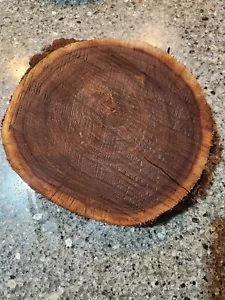 Black Walnut Round Without Bark 10x10x1 1/2 - Picture 1 of 4