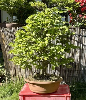 Bonsai Hainbuche (Carpinus betulus)  - Bild 1 von 4