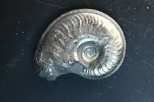 Ammonit Pyritisiert Harpoceras Toarcien Frankreich 46mm Pyrit Pyrit Fossil - Bild 1 von 10