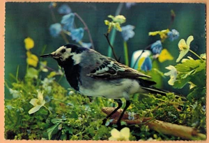 Carte Postale-Thème Oiseau-Fleur-Nature-Ed.Italienne Saeme-K22 - Imagen 1 de 2