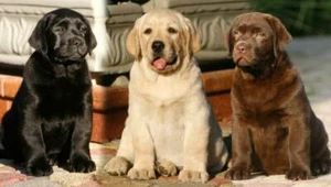 LABRADOR RETRIEVER GLOSSY POSTER BILD FOTODRUCK Welpen Schokolade 4808 - Bild 1 von 1