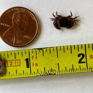 Ultra Mini Real Crab Natural Whole Body Air Dried Carapaces Shell FL Specimen - Picture 1 of 9