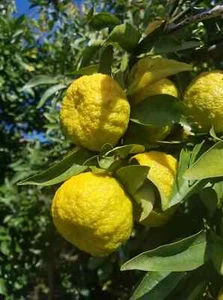 Citrus taiwanica Seeds (Nansho Bitter Orange) – 5 hochwertige frische Samen - Bild 1 von 2