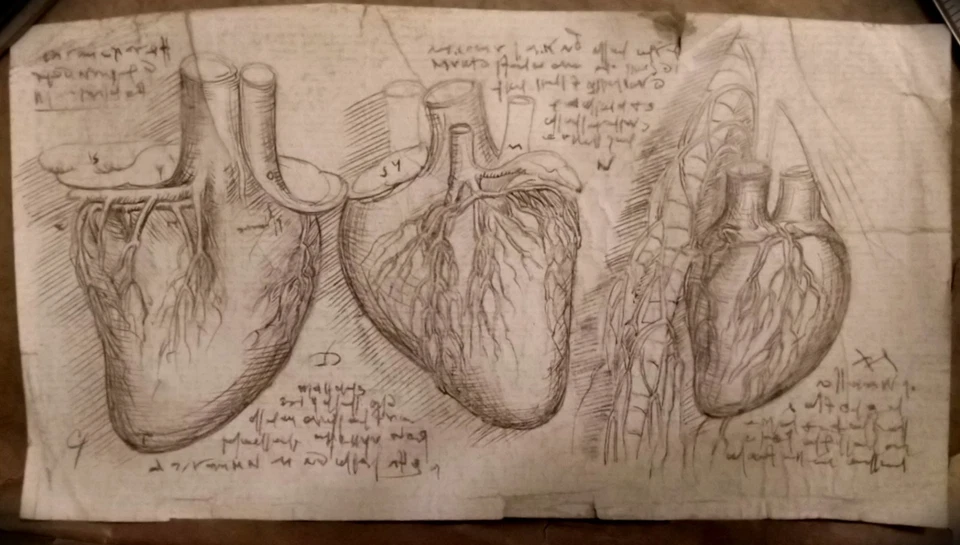 РЕДКИЙ анатомический этюд из Кодекса Леонардо МУЗЕЙНОЕ КАЧЕСТВО ОРИГИНАЛ - Изображение 1 из 4