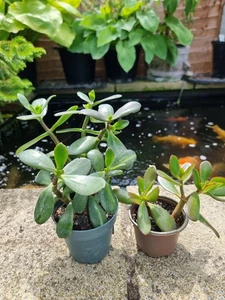 2) Crassula ovata - rooted plant. Plant 2. - Picture 1 of 11