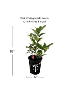 Pink Variagate Lemon Tree - Picture 1 of 2