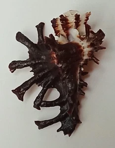 Sea shell homalocantha scorpio 35mm, gem, nice form, perfect - Picture 1 of 6