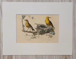 1852 litografia stampa artistica incisione su legno uccellino Pirol incisione antica passepartout - Foto 1 di 5