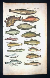 MERIAN - KARPFEN BARSCH - PL.29 - FOLIO - ORIGINALSTICH - 1650 - 1.AUFLAGE - Bild 1 von 1