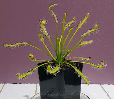 20+ Semillas, Drosera Capensis "Alba" Foto 1 de 4