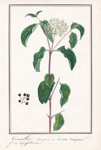 Red Dogwood Dogwoods Cornus Botany Flower Watercolour Drawing 1830 - Picture 1 of 1