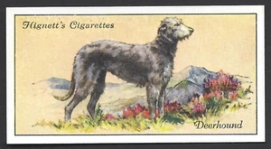 HIGNETT - DOGS - #10 DEERHOUND - Picture 1 of 2