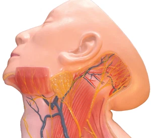 Lifesize human neck superficial muscles blood vessel nerve anatomical model New - Picture 1 of 3