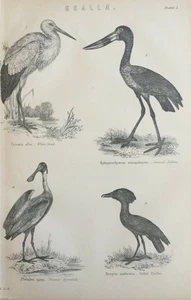 Antique 1870s Bird Print – Grallae Species – Stork Spoonbill Jabiru Umbre - Picture 1 of 3
