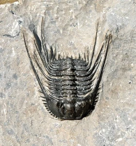 Trilobit Fossil, Leonaspis sp., aus Marokko #1 - Bild 1 von 8