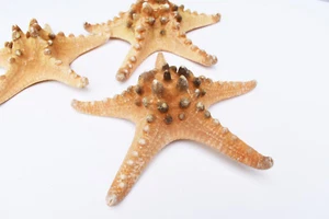 6 XX-Large Knobby Starfish (7"+) Beach Wedding Decor Crafts Coastal Nautical - Picture 1 of 3