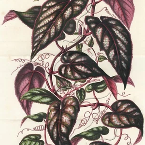 1845 Stunning Van Houtte Double Folio Color Litho CISSUS DISCOLOR (Rex Begonia) - Picture 1 of 7