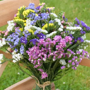 50 Statice Rainbow Mix Flower Seeds UK Purple White Pink Blue Yellow SeaLavender - Picture 1 of 5