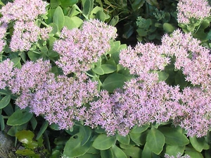 Sedum, Fetthenne - Bild 1 von 2