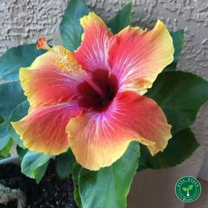 5 seeds of Hibiscus Red and Yellow - HIBISCUS + 5 seed Sunflower - Picture 1 of 3